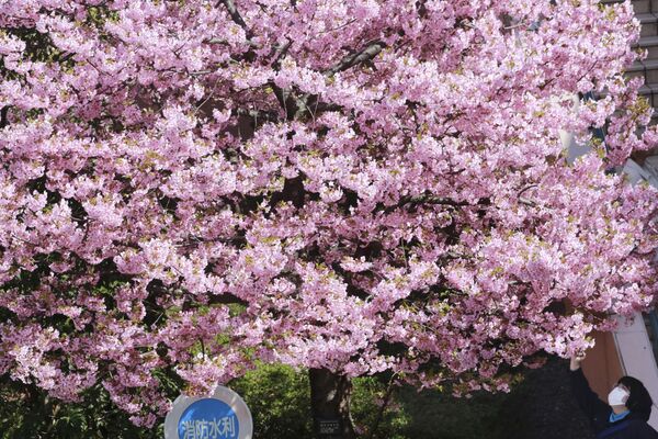 Женщина любуется цветущей вишней в Токио - Sputnik Latvija