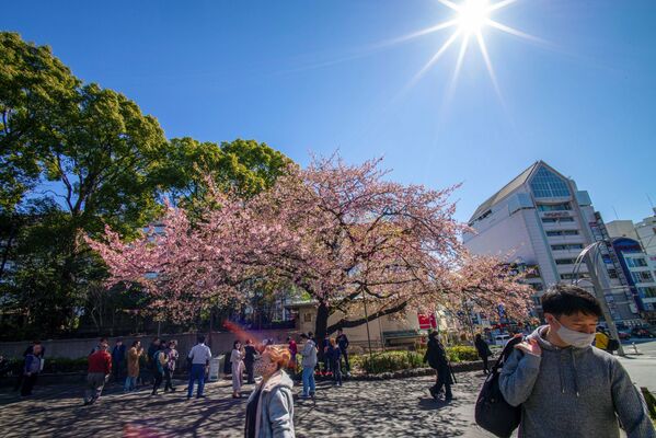 Люди любуются цветущей вишней в Токио - Sputnik Latvija