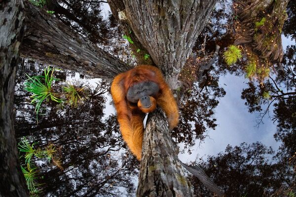 Kanādiešu fotogrāfa Thomas Vijayan uzņēmums The World Is Going Upside Down, kas ieņēmis pirmo vietu kategorijā Animals in their habitat konkursā World Nature Photography Awards 2020 - Sputnik Latvija