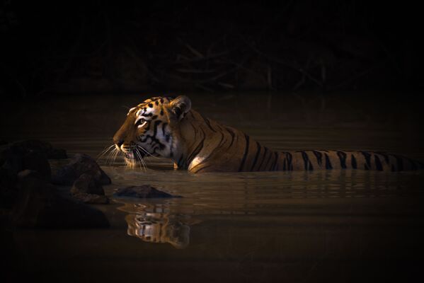 Britu fotogrāfa Nick Dale uzņēmums Bengal tiger with catchlight in water hole, kas ieņēmis pirmo vietu kategorijā Animal portraits konkursā World Nature Photography Awards 2020 - Sputnik Latvija