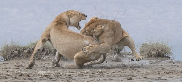 Amerikāņu fotogrāfa Patrick Nowotny uzņēmums Lions, kas ieņēmis pirmo vietu kategorijā Behaviour - Mammals konkursā World Nature Photography Awards 2020 - Sputnik Latvija