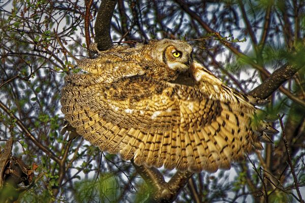 Kanādiešu fotogrāfa Dale Paul uzņēmums Great horned owl, kas ieņēmis pirmo vietu kategorijā Behaviour - Birds konkursā World Nature Photography Awards 2020 - Sputnik Latvija