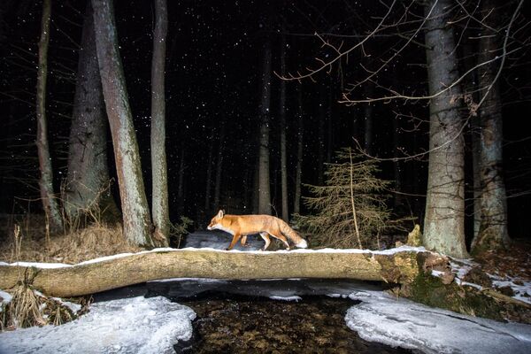Čehu fotogrāfa Vladimir Cech uzņēmums Fox, kas ieņēmis otro vietu kategorijā Animals in their habitat konkursā World Nature Photography Awards 2020 - Sputnik Latvija