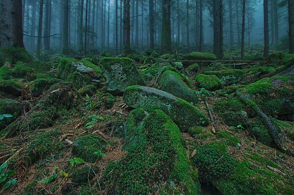 Pats tumšākais mežs Eiropas sirdī – Švarcvalde Vācijā. Par Melno mežu to iedēvēja romieši. Caur skujkoku blīvajiem vainagiem  saules gaisma gandrīz nemaz neiespiežas - Sputnik Latvija