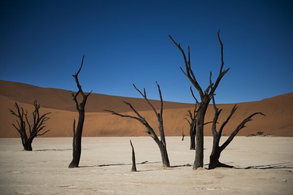 Dedvlejs Namībijā ir dīvaina vieta netālu no slavenā sāls plato Nauklufta parkā. Neauglīgajiem mežiem no nedzīvajiem kokiem ir jau vairāk nekā tūkstoš gadi, un pēdējo 900 gadu laikā tie vispār nav mainījušies. Toreiz klimats mainījās, un reģionā iestājās sausums - Sputnik Latvija