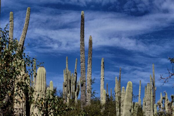 Gigantisku kaktusu mežs atrodas Teukānas biosfēras rezervātā Pueblo štatā, Meksikā. Pirmos 30 dzīves gadus tie aug palēnām, pēc tam strauji stiepjas garumā un sasniedz 15 metru augstumu - Sputnik Latvija