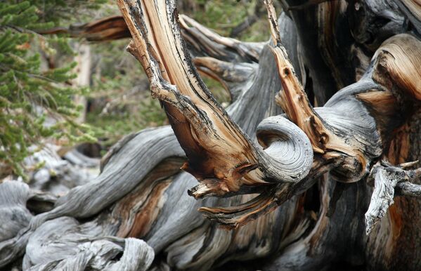 Senākais koks Kalifornijas mežā ir Metuzāls, tā vecums pārsniedz 4800 gadus. Tas ir viens no vecākajiem dzīvajiem organismiem pasaulē. Tā atrašanās vietu tur noslēpumā - Sputnik Latvija