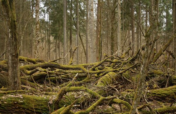 Belovežas gārša – unikāls sens mežs Baltkrievijā. Tajā neskarti saglabājušies pirmatnējie meži, kas reiz klāja Eiropas līdzenumu - Sputnik Latvija