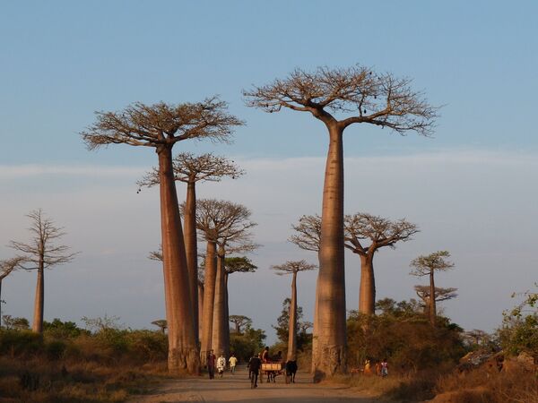 Baobabu aleja Madagaskarā. Daudzi no tiem jau pārsnieguši 800 gadu vecumu. Diemžēl koki mirst tūristu barbarisko uzbrukumu dēļ - Sputnik Latvija