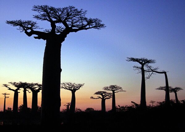 Aleju veido desmit seni, apmēram 30 m augsti baobabi. Reiz te auga biezi tropiskie meži. Baobabi izdzīvojuši vien brīnumainā kārtā - Sputnik Latvija