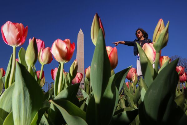 Тюльпаны в Вашингтоне  - Sputnik Латвия