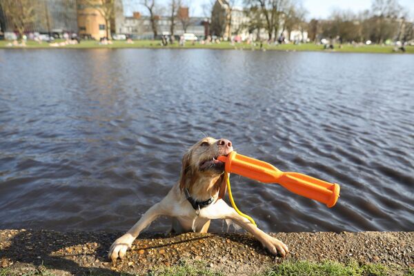 Собака играет в воде в Лондоне  - Sputnik Латвия