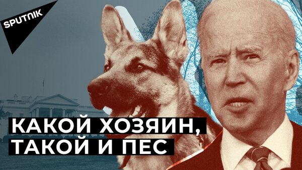 Собака Джо Байдена терроризирует сотрудников Белого дома - Sputnik Латвия