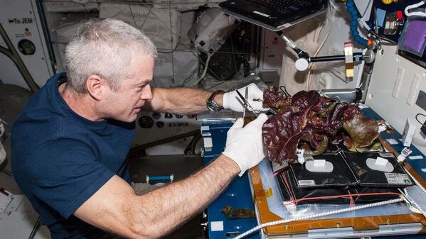 Amerikāņu astronauts Stīvens Svonsons vāc SKS audzētos salātus - Sputnik Latvija
