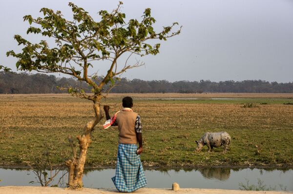 Мужчина стоит, держась за ветку дерева, пока однорогий носорог пасется, в заповеднике дикой природы Побитора, Индия. - Sputnik Латвия
