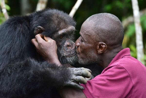 Единственный выживший шимпанзе, переселенный из Либерии на остров недалеко от города Гран-Лау, Кот-д'Ивуар. - Sputnik Латвия