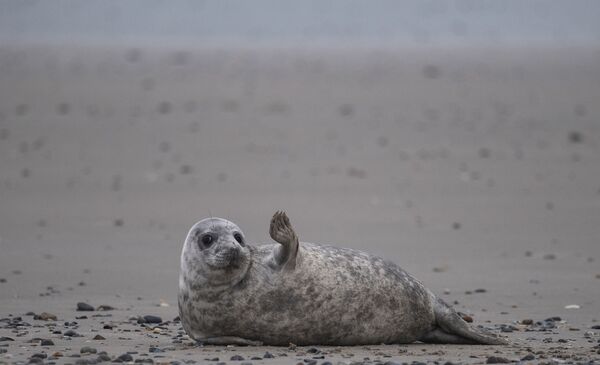 Серый тюлень на острове Гельголанд в Северном море. - Sputnik Латвия