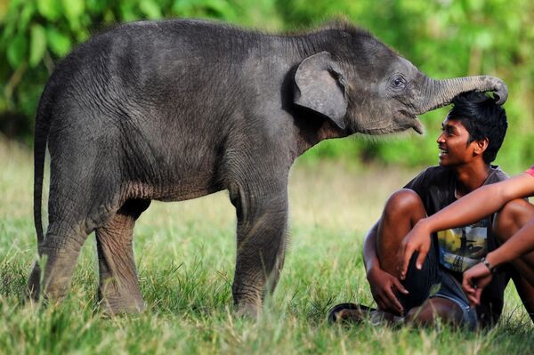 Суматранский слоненок с погонщиком в заповеднике Leuser Ecosystem на острове Суматра в Индонезии. - Sputnik Латвия