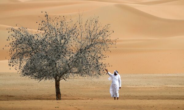 Мужчина у дерева в Um al-Zamool, недалеко от границы ОАЭ с Саудовской Аравией. - Sputnik Латвия