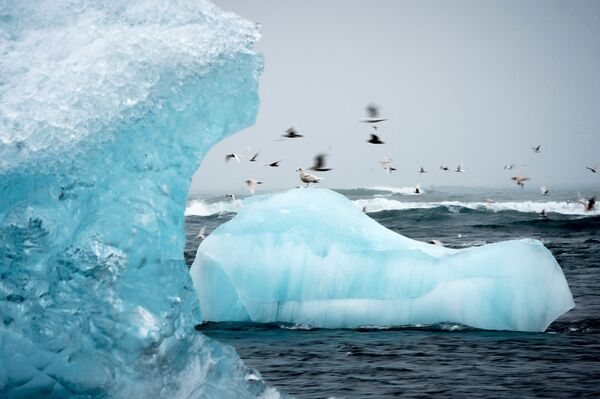 Летающие над айсбергом чайки в лагуне Йёкюльсаурлоун в Исландии. - Sputnik Латвия