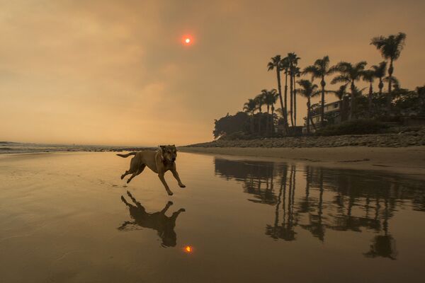 Собака на затянутом дымом пляже в Калифорнии. - Sputnik Латвия
