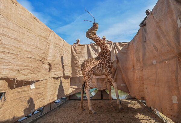 Uzvarētājs kategorijā Daba – amerikāņu fotogrāfs Amijs Vitāle. Žirafi pārved uz drošu vietu no pārplūdušas salas Kenijas rietumu daļā - Sputnik Latvija