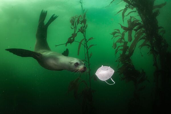 Amerikāņu fotogrāfs Ralfs Peiss uzvarēja kategorija Apkārtējā vide. Ziņkārīgs Kalifornijas jūras lauva tuvojas maskai daivinga zonā Kalifornijā. Šādas vietas visā pasaulē ir burtiski pārpludinājušas izmestas maskas  - Sputnik Latvija