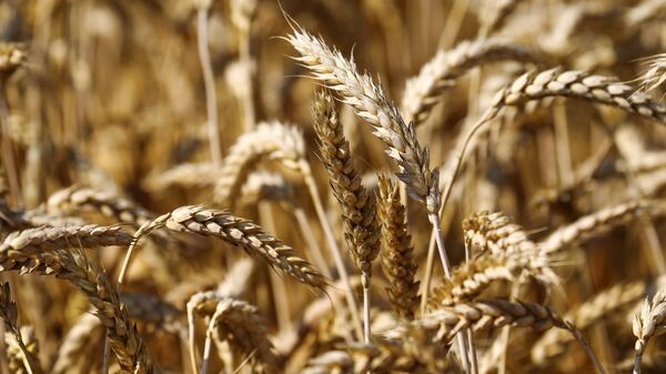 Уборка пшеницы в Краснодарском крае - Sputnik Латвия