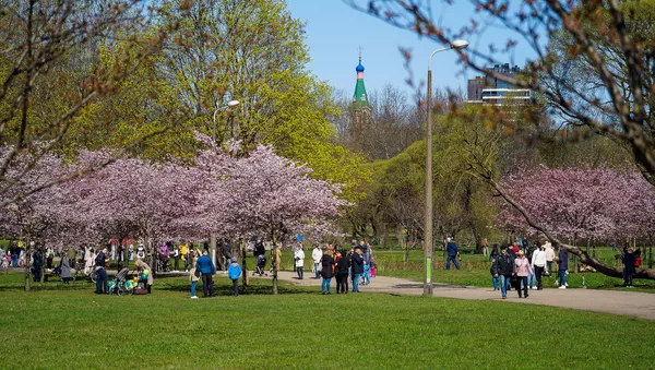 Ik pavasari rīdzinieki dodas uz Uzvaras parku ieelpot pavasari un izbaudīt krāšņas sakuras - Sputnik Latvija