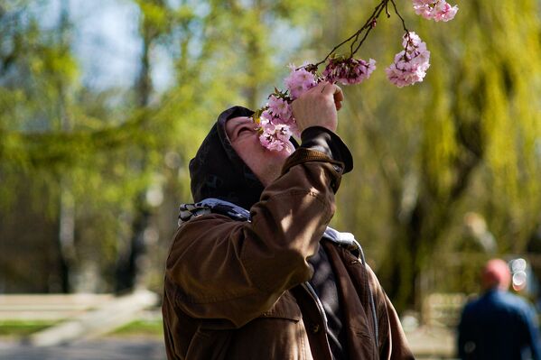 А вы знаете, как пахнет цветущая сакура? - Sputnik Латвия