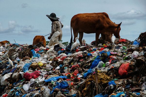 Gans ar govju baru atkritumu izgāztuvē, kas veidojusies pēc svētkiem Indonēzijā, 17. maijs - Sputnik Latvija