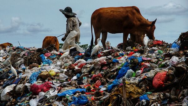 Пастух пасет коров на мусорной свалке, образовавшейся после праздника Ид аль-Фитр, Индонезия - Sputnik Латвия