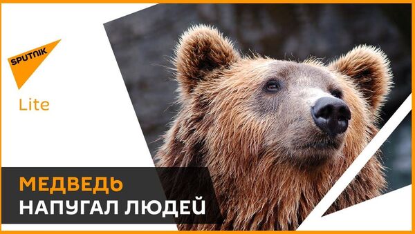 Cilvēki ir panikā: liels lācis klaiņo pa ciemiem un izposta stropus - Sputnik Latvija