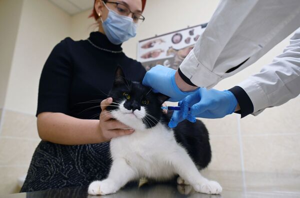 Хозяйка держит кота во время вакцинации от COVID-19 в ветеринарной клинике в Москве - Sputnik Латвия