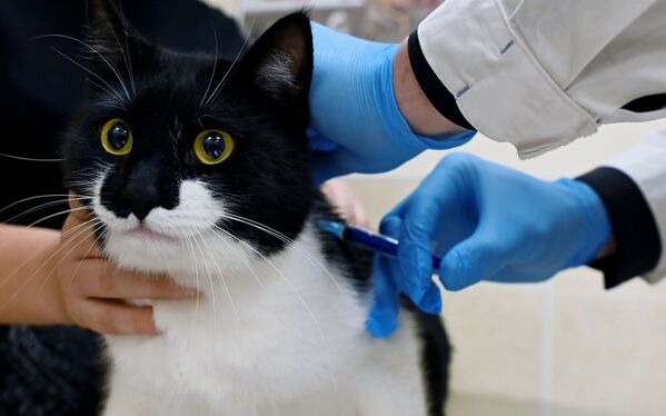 Кот во время вакцинации от COVID-19 в ветеринарной клинике в Москве - Sputnik Латвия