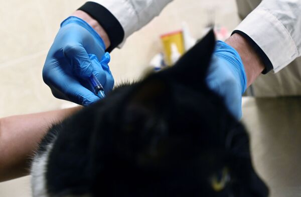 Кот во время вакцинации от COVID-19 в ветеринарной клинике в Москве - Sputnik Латвия