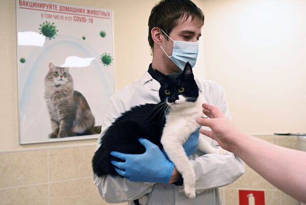 Ветеринар держит в руках кота перед вакцинацией от COVID-19 в ветеринарной клинике в Москве - Sputnik Латвия