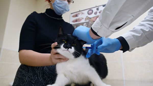 Хозяйка держит кота во время вакцинации от COVID-19 в ветеринарной клинике в Москве - Sputnik Latvija