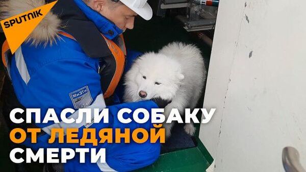 Как экипаж ледокола спас собаку, потерявшуюся во льдах - Sputnik Latvija