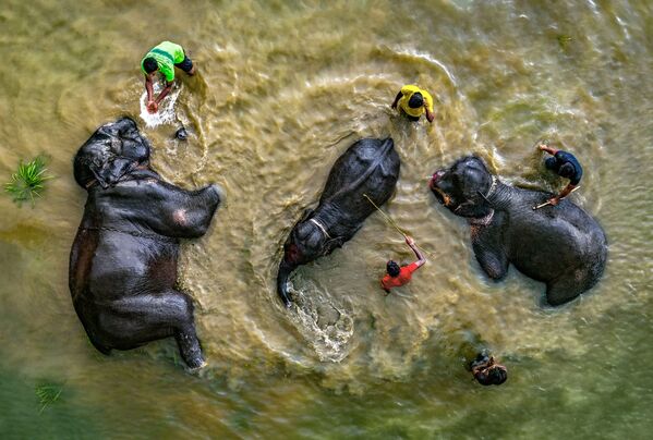 Abdula Momina fotogrāfijā redzami cirka ziloņi peldē. &quot;Šo kadru noķēru divu minūšu laikā no drona, - pastāstīja Abduls. – Diemžēl dzīvnieki nav brīvi: viņus piespiež izklaidēt publiku cirkā.&quot; - Sputnik Latvija