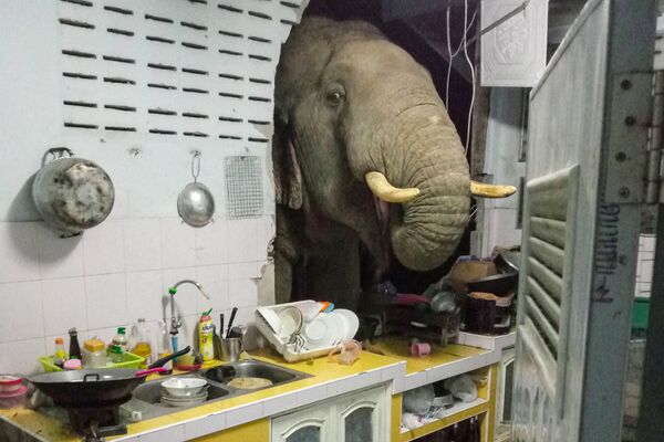 Пробивший стену жилого дома слон в Таиланде, 20 июня 2021 года. - Sputnik Латвия