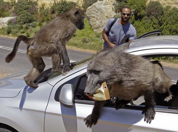 Туристы из Монреаля подверглись нападению бабуинов на свою машину в Миллерс-Пойнт на окраине Кейптауна, Южная Африка, 24 октября 2012 года. - Sputnik Латвия