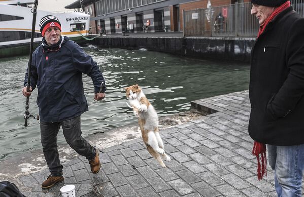 Кот прыгает, чтобы поймать рыбу, Стамбул, 12 декабря 2018 года. - Sputnik Латвия