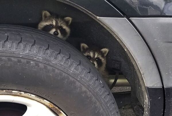 Еноты прячутся за колесом автомобиля, 25 июля 2018 года. - Sputnik Латвия