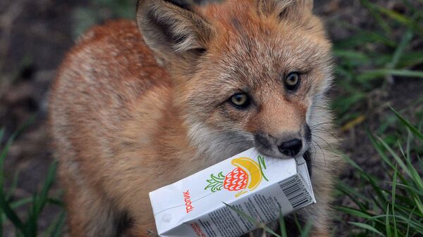 Лисенок с пакетиком сока в зубах - Sputnik Латвия