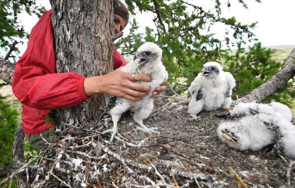  Savvaļas dzīvnieku rehabilitācijas centra ornitoloģe Jeļena Šnaidere skaita vanagu mazuļus Altaja un Sajānu reģionā. Pasaules dabas fonds sadarbībā ar vairākām organizācijām veic lielu darbu šo punktu skaita atjaunošanai - Sputnik Latvija