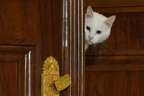  Ermitāžas kaķis-orākuls Ahils pareģo Eiropas čempionāta futbolā mača rezultātus - Sputnik Latvija