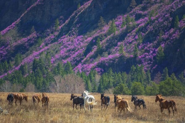  &quot;Tā zied Kalnu Altajs maijā,&quot; stāsta fotogrāfijas autore Svetlana Kazina. Te zied &quot;Sibīrijas sakura&quot;, viens no rododendrona paveidiem - Sputnik Latvija