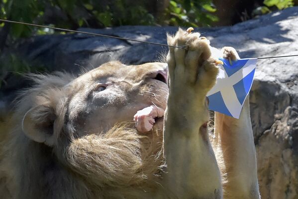 В зоопарке Кхонкэн на северо-востоке Таиланда пятилетний белый лев ест кусок мяса, висящий под флагом Шотландии. Так он &quot;предсказывает&quot; исход матчей Евро-2020. - Sputnik Латвия