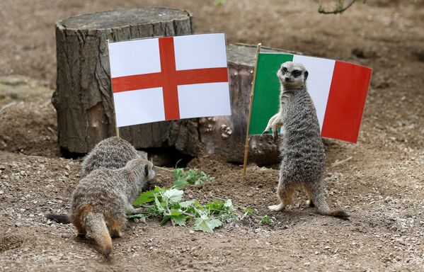 В лондонском зоопарке ZSL Сурикаты играют вместе с флагами Англии и Италии перед финалом Евро-2020 - Sputnik Латвия